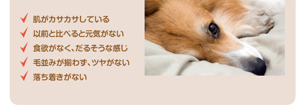 肌がカサカサ・元気がない・ツヤがない・落ち着きがない