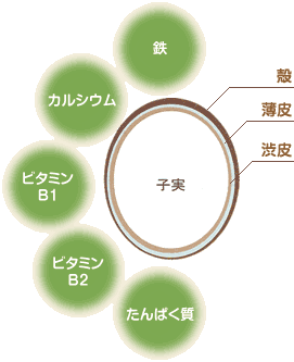 ハトムギエキス成分